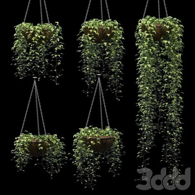 Ivy in pots. 5 models